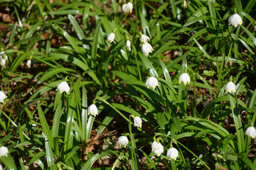 Obraz premium spring snowflake flowering plants in early march in sunshine, leucojum vernum flower heads on meadow