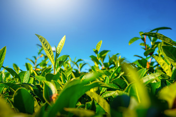 Green tea bud and fresh leaves with sunlight in Shizuoka, Japan.