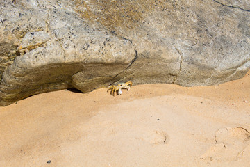 Caranguejo se exibindo perto de uma rocha de praia