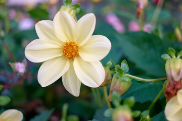 Close up white flower head. Yellow middle.