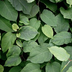 green plant leaves in the nature, green textured background