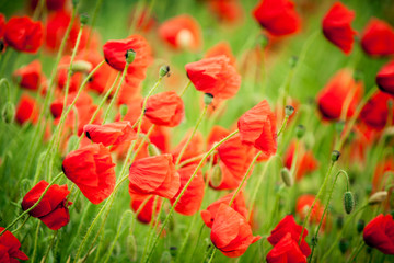 red poppies in the field close-up