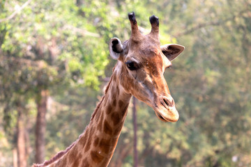 Front on view of a giraffe against green foliage