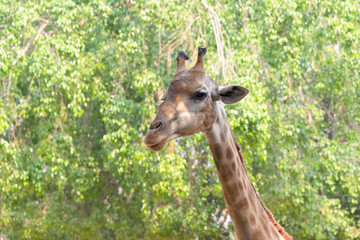 Front on view of a giraffe against green foliage