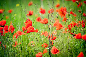 poppies in a wheat field