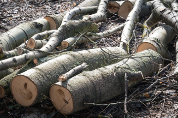 Fototapeta premium Black poplar, Populus nigra, tree trunk..