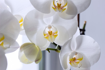 Fototapeta na wymiar Beautiful white orchids on a delicate background. White Phalaenopsis Orchid close -up.