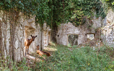 Spanjola Fortress Ruins in Herceg Novi, Kotor Bay, Montenegro, mountains in the background.