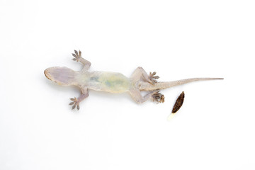 Asian House lizard (hemidactylus) isolated on white background.