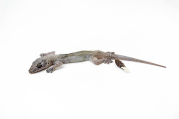 Fototapeta premium Asian House lizard (hemidactylus) isolated on white background.