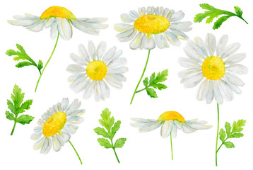 Watercolor hand drawn set with chamomile flowers and green leaves  isolated on white background. Design element for summer card, pattern, invitation, wrapping paper, wallpaper etc.