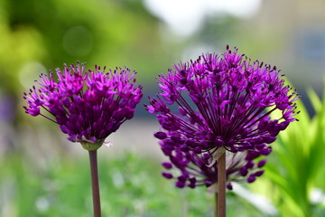 Leuchtende blütenkugeln zierlauch