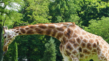 Zoo