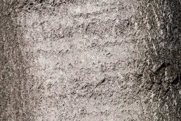 Black poplar, Populus nigra, tree trunk..