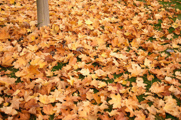 Many fallen golden autumnal leaves. Heap of yellow foliage.