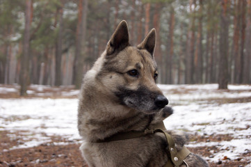 Portrait of siberian husky dog in a pine forest in winter. Pet