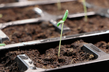 Tomato plants. Seedlings of tomatoes. Growing. Young green plants. Green sprouts of tomato.
