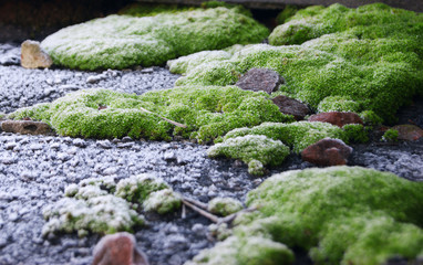 Selective focus on bright green moss on a slate roof.