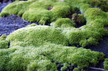 Selective focus on bright green moss on a slate roof.