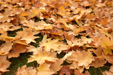 Fallen maple leaves in autumn. Close up.