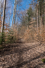 trees in the forest, fried forest, forest path..
