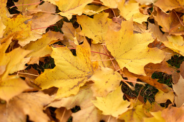 Naklejka na ściany i meble Close up pile of yellow leaves. Maple tree leaves.