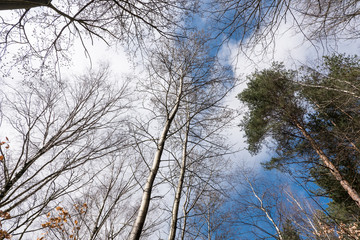 trees in forest fried forest, view from below