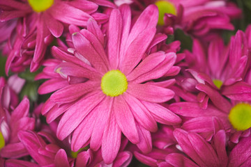 Top view background of bright pink flower in bouquet or flower bed, copy space