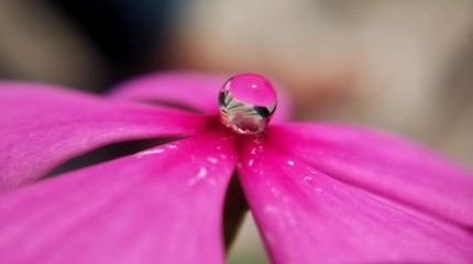 closeup of purple flower