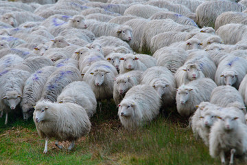 Naklejka premium Moorschnucken auf der Weide 