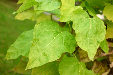 Autumnal green leaves. Close up.