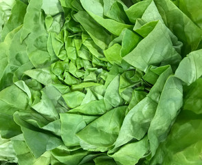 Fototapeta na wymiar Green lettuce. Healthy fresh food background.
