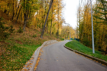 Forest road and street pole lights in a morning. Yellow trees on a greeen grass.