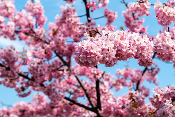 河津桜。日本の桜の花