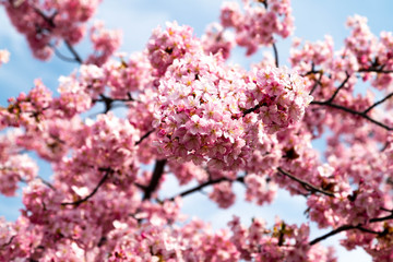 河津桜。日本の桜の花