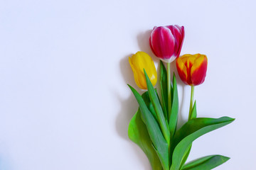 Pink and yellow tulips on a light background.