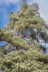 Pine forest, Pinus sylvestris, tree in forest