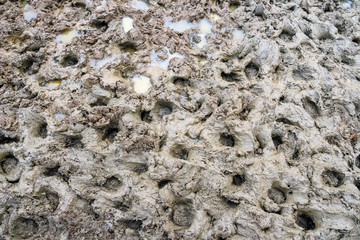 mud texture background after rain in england uk