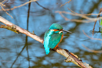 Männlicher Eisvogel bei der Futtersuche