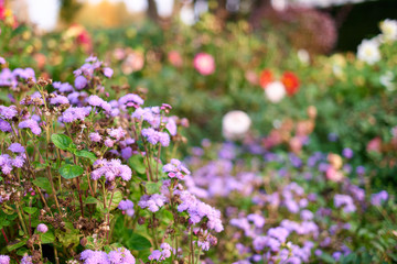 Focused purple aster flowers in a garden. Blurred background.