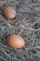 A few chicken eggs on fresh dry hay. Easter composition