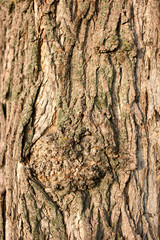 Old tree bark texture. Rough cortex close up.