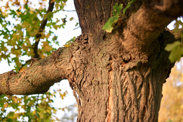 Obraz premium Close up middle of a tree. Big branches.