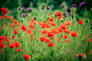 red poppies in the field on the day of victory
