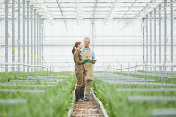 Full length portrait of two workers standing in middle of greenhouse plantation, copy space
