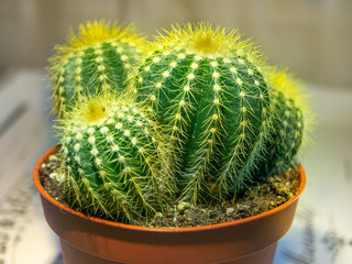 cactus in a pot