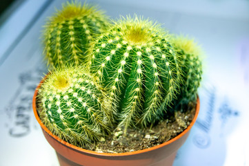 Cactus