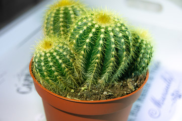 Cactus in a pot