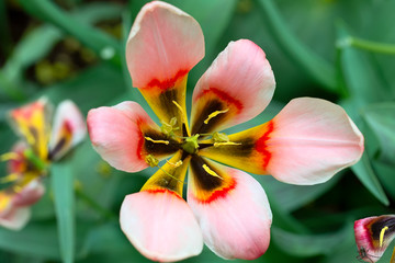 Blooming pink tulip top view. Beautiful spring flower in the garden.