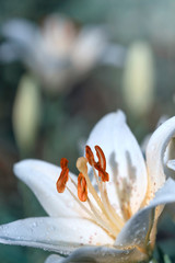 White lily flower blooming in the garden closeup.